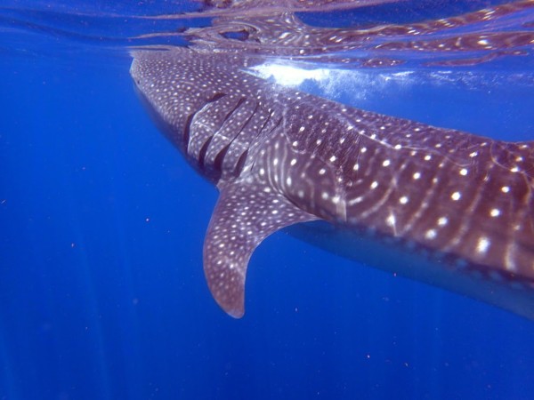 whale_shark